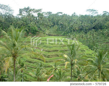Bali Bali 579726
