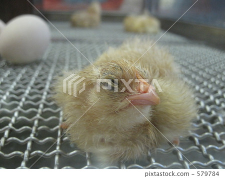 新生小雞 579784