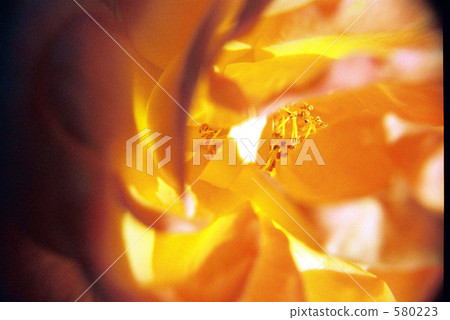 Peeping of the stamen from the petal gaps Peeping of the stamen from the petal gaps 580223