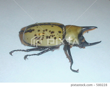 Titian Shilabatory (Dynastes tityus) ♂ Titian Shilabatory (Dynastes tityus) ♂ 580228