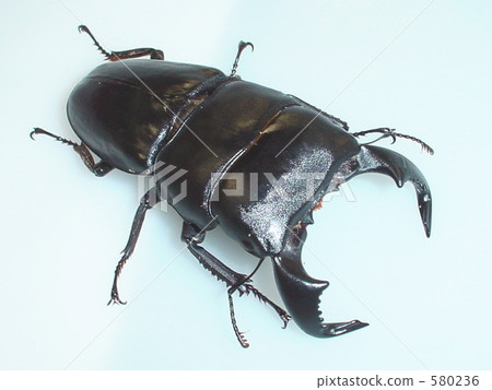 Rhubarb Eleutherique (from West Java) ♂ 83 mm (Dorcus bucephalus) 580236