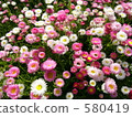 Perth: Everlasting flower garden 580419