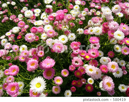 Perth: Everlasting flower garden 580419