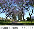 Perth: Jacaranda 580428