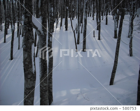 積雪 山毛櫸森林 樹木 580753