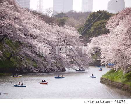 Chidori cherry blossoms at the end 580754