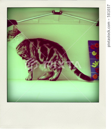 Cat Cat Pola 4 581037