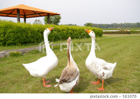 Duck meeting Duck meeting 581070
