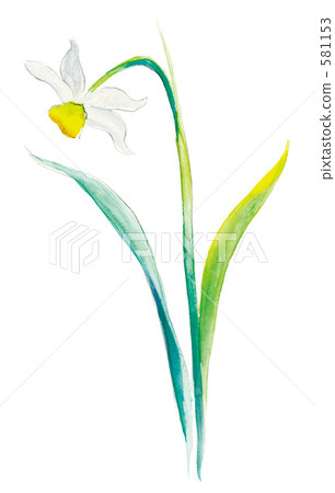 Narcissus 581153
