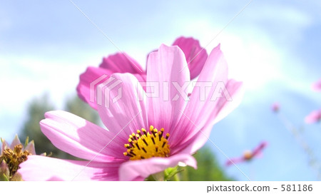 cosmos, cosmea, day 581186