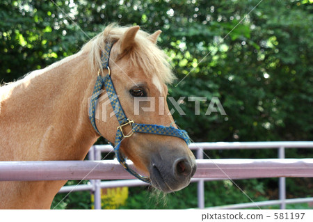 Profile of pony 581197