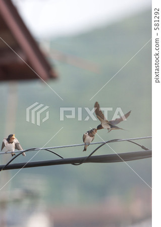 餵燕子 餵燕子 581292