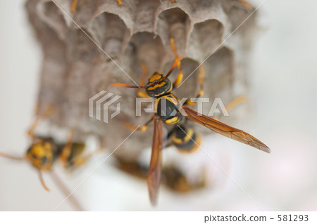 黃蜂 581293