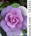 flowering kale, kale, ornamental cabbage 581441