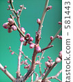 bud, ume, bonsai 581443