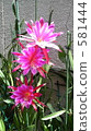 bloom, blossom, blossoms 581444