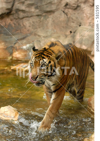 老虎02 老虎02 581595