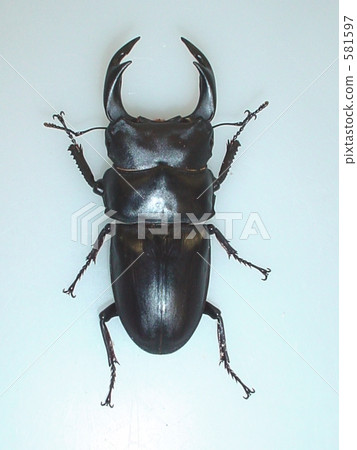 國內Okuwagata（來自山梨縣Yusuzaki）♂75毫米（Dorcus hopei binodulosus） 581597