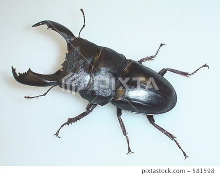 蘇門答臘像馬唐（來自Bencool）♂87毫米內齒上升（Dorcus titanus） 581598