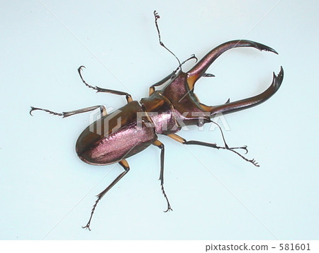 Elafus Hozoak雄鹿甲蟲(來自Denpo)♂80毫米(Cyclommatus elaphus) Elafus Hozoak雄鹿甲蟲(來自Denpo)♂80毫米(Cyclommatus elaphus) 581601