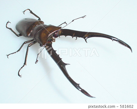 Metallifer Hosoak Stag beetle (from Pelen Island) ♂ 84 mm (Cyclommatus metallifer finae) 581602