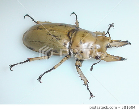 Mohrenkamp - Ogonioni stag beetle (from Sumatra Bencul) ♂ 60 mm (Allotopus moellenkampi) Mohrenkamp - Ogonioni stag beetle (from Sumatra Bencul) ♂ 60 mm (Allotopus moellenkampi) 581604