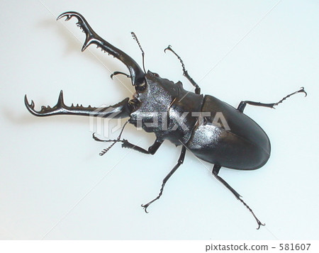 Flores·Gilafa鋸末熊（來自弗洛雷斯島）♂106毫米（Prosopocoilus giraffa keisukei） 581607