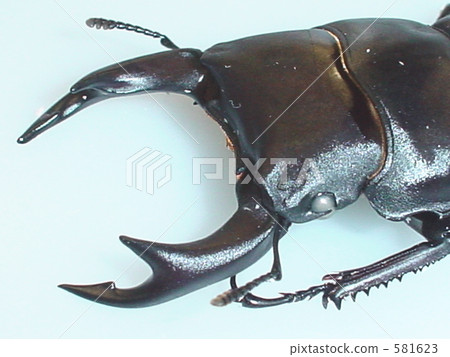 White eye domestic Okuwagata (Hyogo prefecture Kawanishi Sasabe production) ♂ 66 mm (Dorcus hopei binodulosus) up White eye domestic Okuwagata (Hyogo prefecture Kawanishi Sasabe production) ♂ 66 mm (Dorcus hopei binodulosus) up 581623