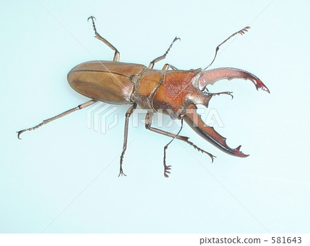 Lunifer Hosoaka鹿茸（來自蘇門答臘/諷刺）♂（Cyclommatus lunifer） 581643