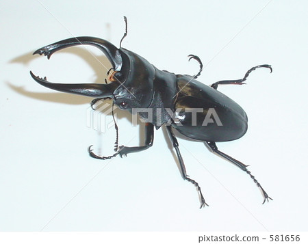 Arquets gluta(來自菲律賓比科勒)♂98毫米(Odontolabis alces) Arquets gluta(來自菲律賓比科勒)♂98毫米(Odontolabis alces) 581656