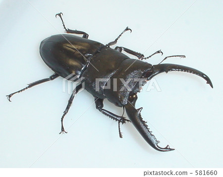 Palawan Oohirakuwagata（Mt. Ganton）♂95毫米（Dorcus titanus palawanicus） 581660