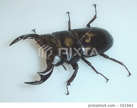 不丹·Antaeus Okuwagata（來自Danboo）♂76毫米（Dorcus antaeus） 581662