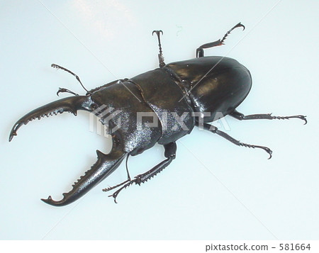 Palawan Oohirakuwagata（Mt。Ganton）♂100毫米（Dorcus titanus palawanicus） 581664