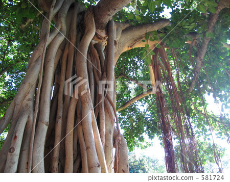 kapiolani park, chinese banyan, hawaii 581724
