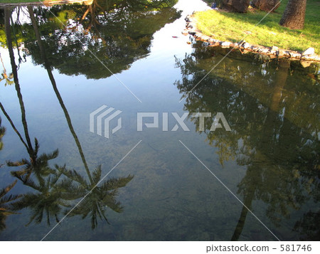 棕櫚樹在池塘里 581746