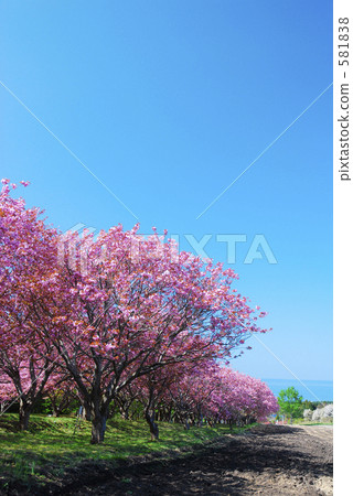 田野和櫻花 581838