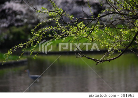 柳綠鮮綠 柳綠鮮綠 581963