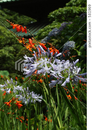 Agapanthus和Hime Sci粉絲水仙花 581969