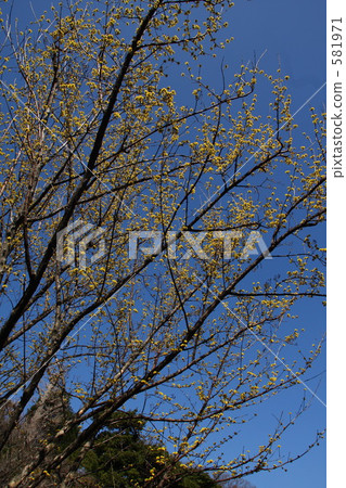 Yamashina(Sashiyu) Yamashina(Sashiyu) 581971