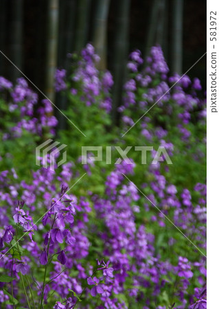 Variaca公社 581972