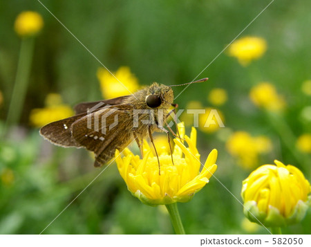 Ichimon dieselis 582050