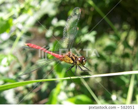 Mayutateakane 582051