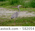 Gray heron 582054