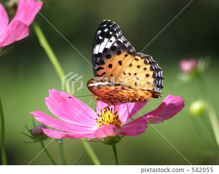 Zuma giuna (female) 582055