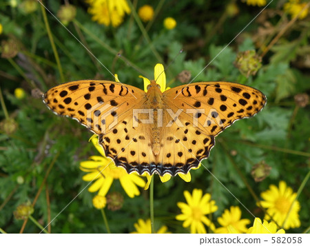 Tsunagurōhyumon (male) 582058