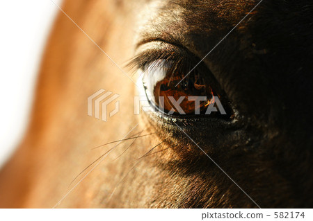Horse's gentle eyes 582174
