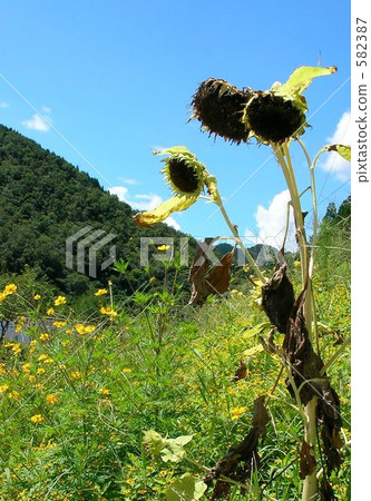 dying, wither, sunflower 582387