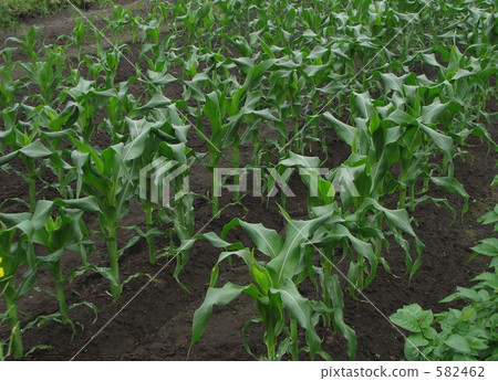 種植過程中的甘蔗 種植過程中的甘蔗 582462