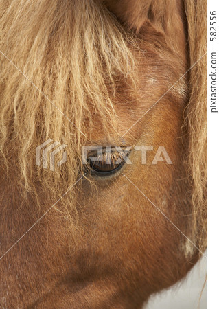 馬的眼睛 馬的眼睛 582556