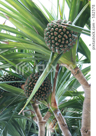 Tropical country Tropical country 582578